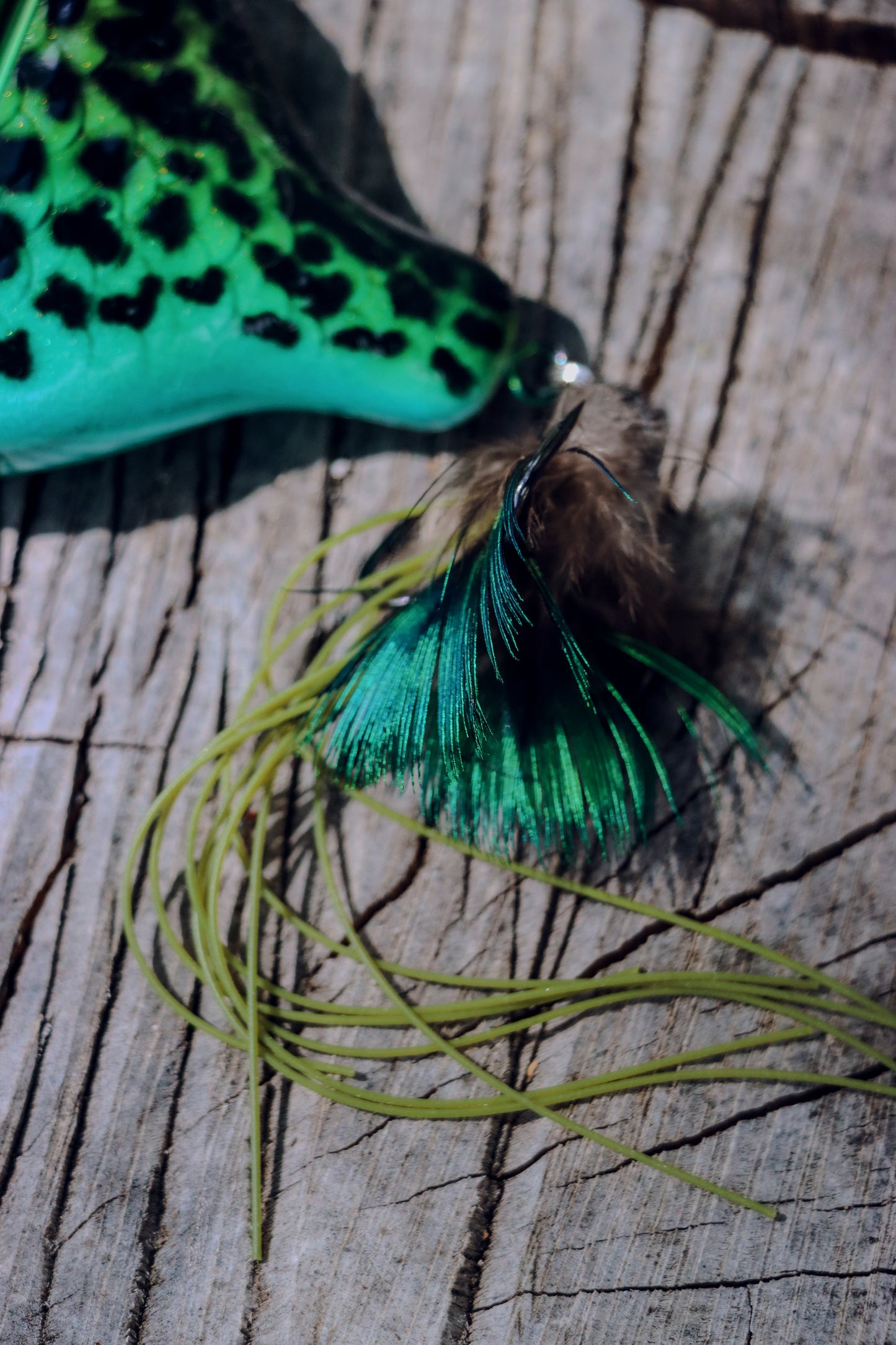 Baby StrayGill | Green Sunfish