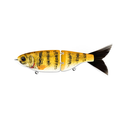 Smallmouth Bass