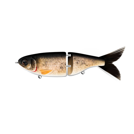 Bighead carp