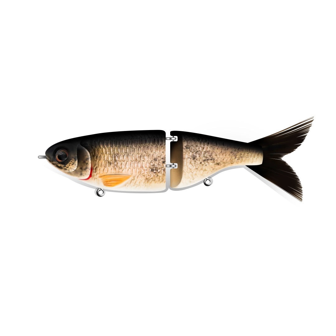 Bighead carp