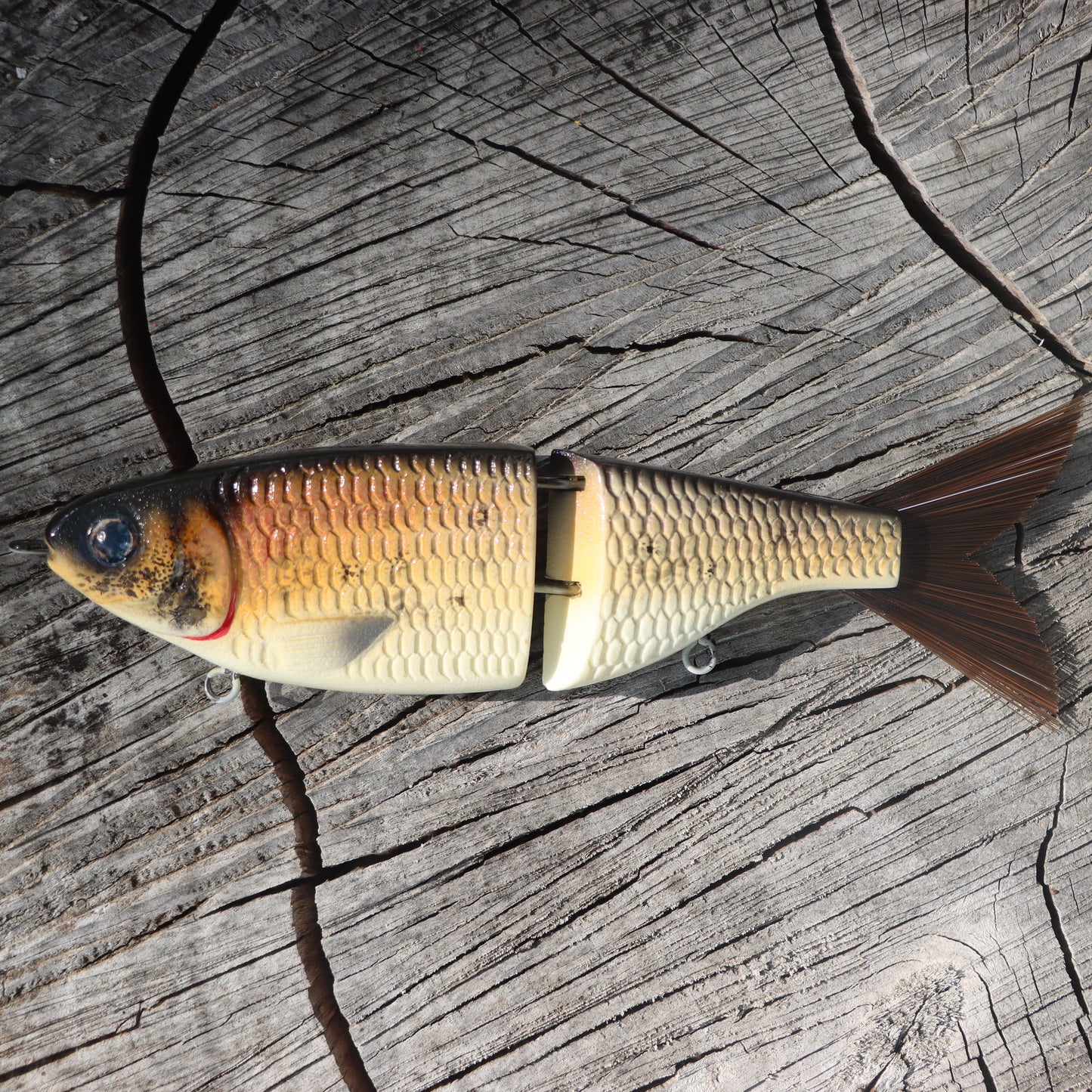 Baby Shad | Bighead Carp