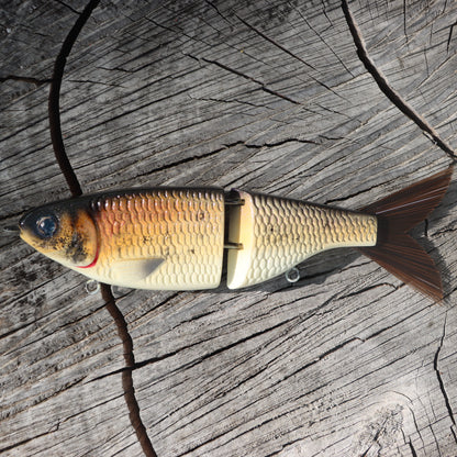 Baby Shad | Bighead Carp