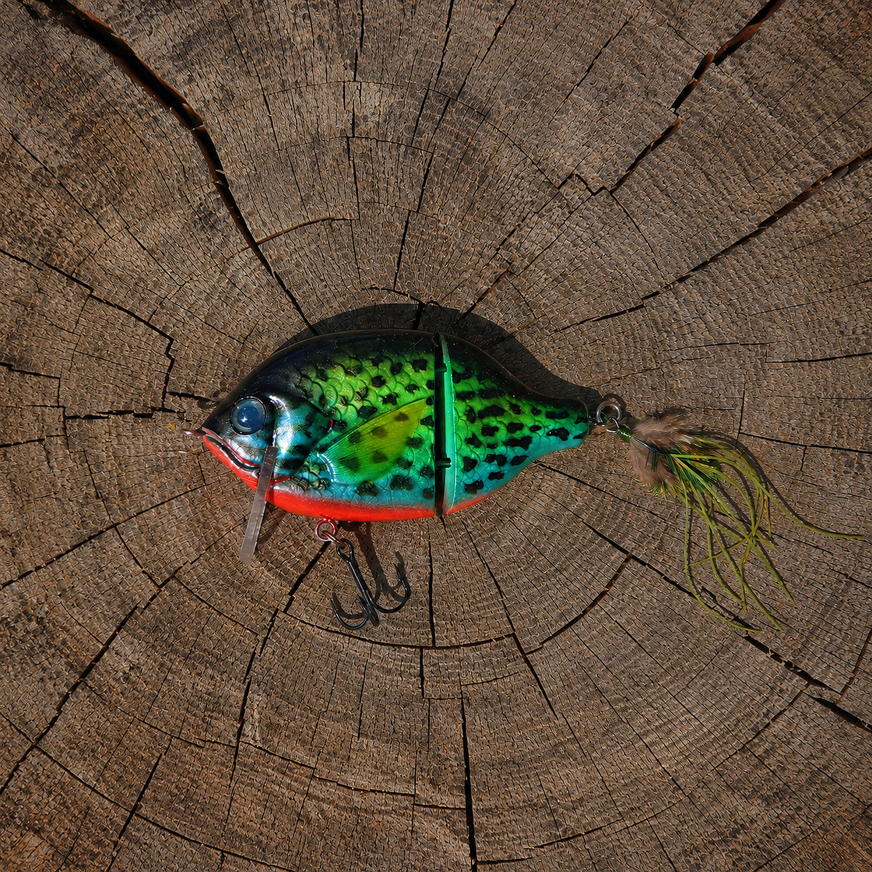 Baby StrayGill | Green Sunfish