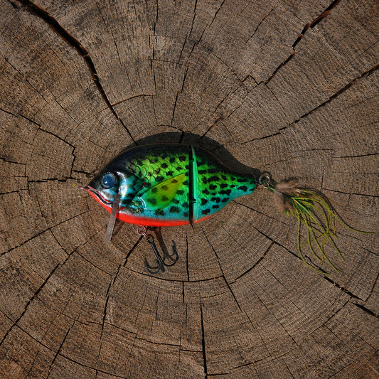 Baby StrayGill | Green Sunfish