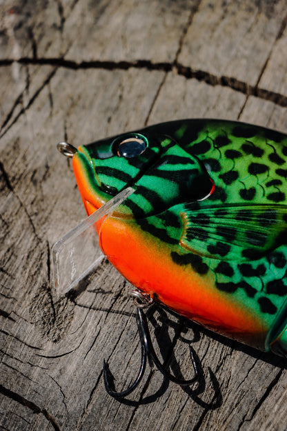 Baby StrayGill | Green Sunfish