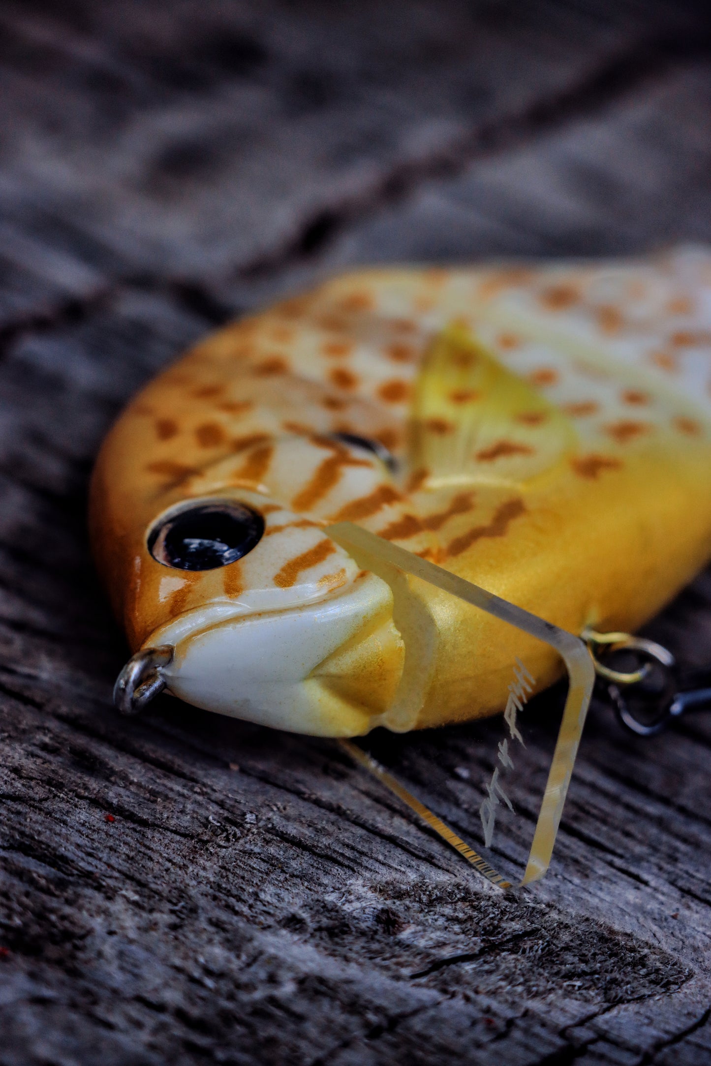 Baby StrayGill | Pumpkin Seed
