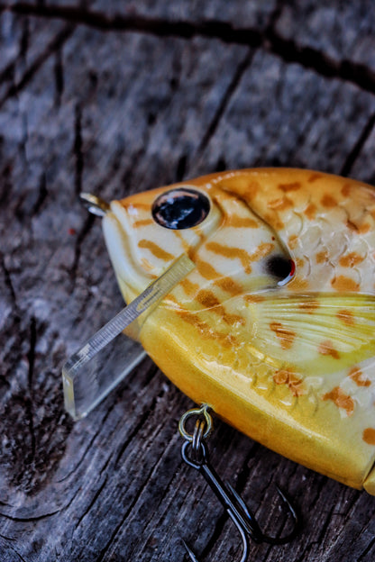 Baby StrayGill | Pumpkin Seed