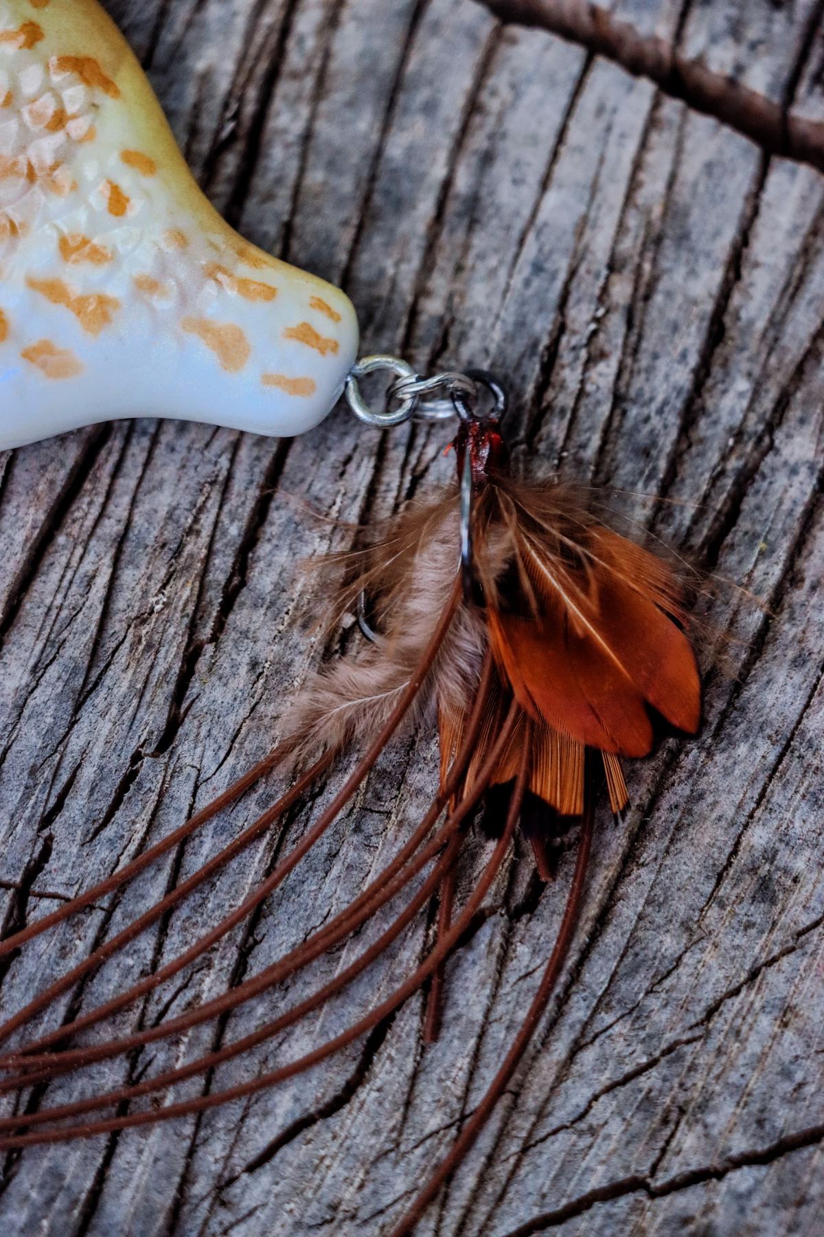 Baby StrayGill | Pumpkin Seed